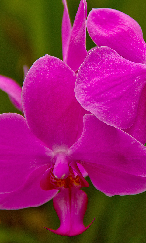 Handy Hintergrundbild: Orchidee