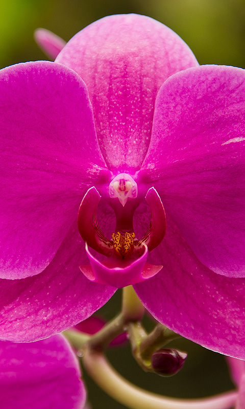 Orchidee.010