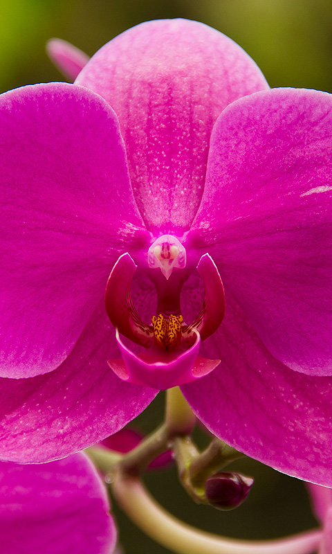 Handy Hintergrundbild: Orchidee