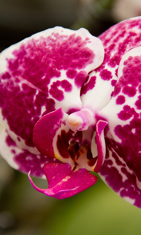 Handy Hintergrundbild: Orchidee