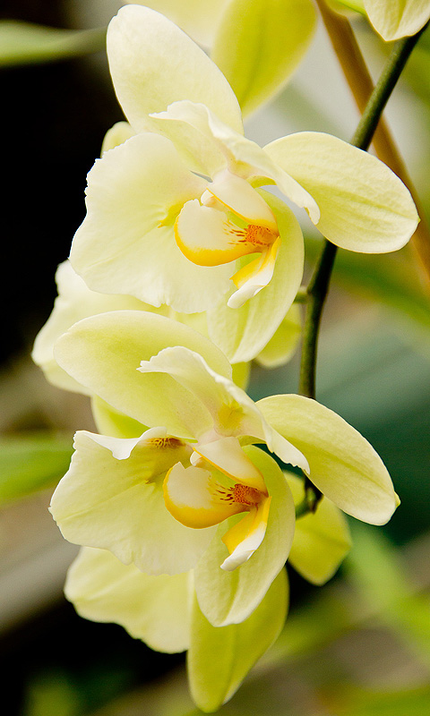 Handy Hintergrundbild: Orchidee