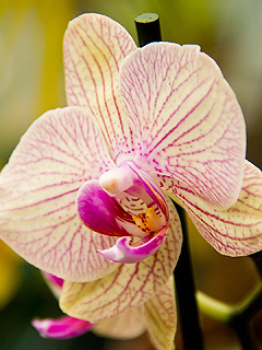 Orchideen