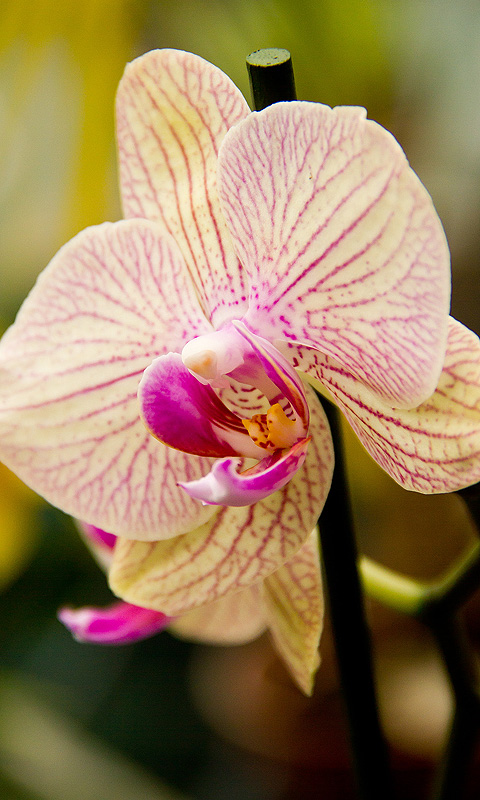 Handy Hintergrundbild: Orchidee