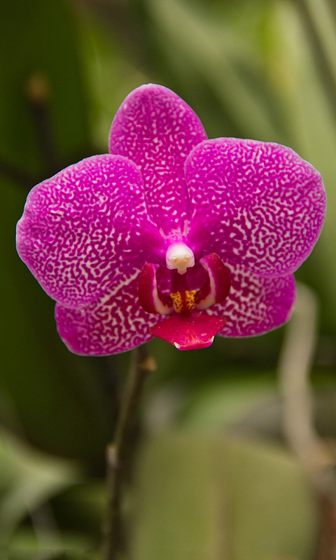 Orchidee.014