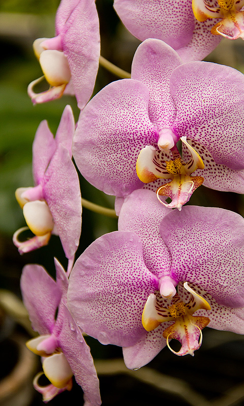 Handy Hintergrundbild: Orchidee