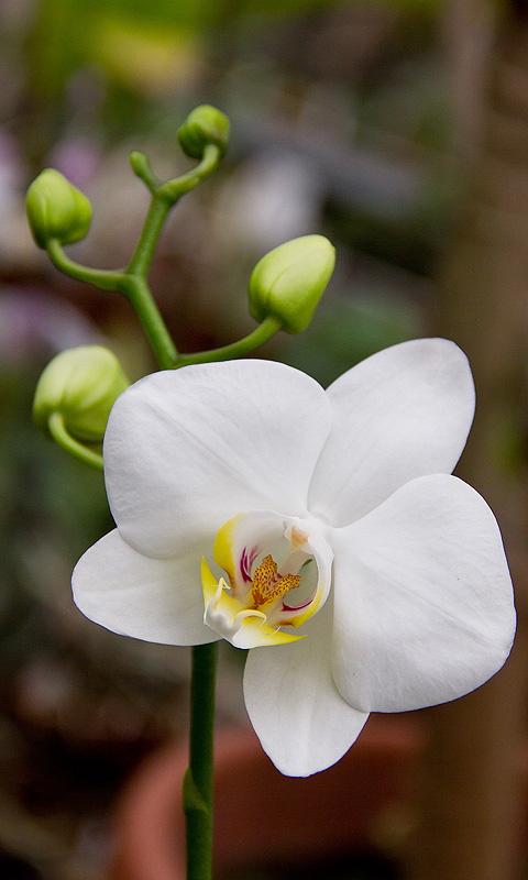 Orchidee.016