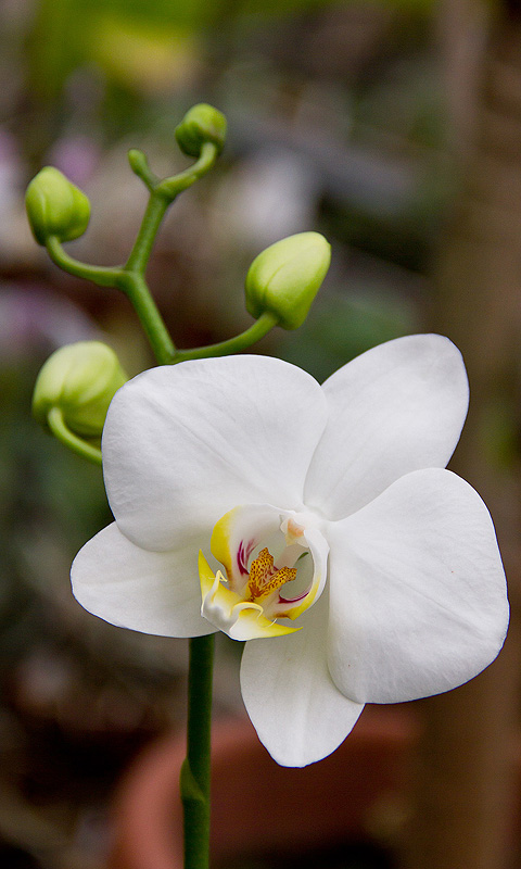 Handy Hintergrundbild: Orchidee