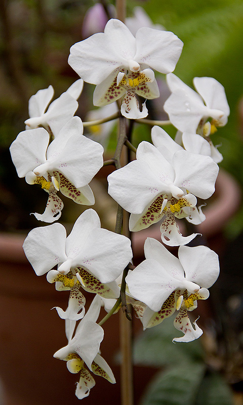Orchidee.017