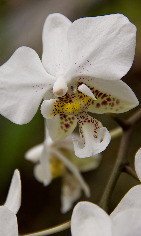 Orchidee.018