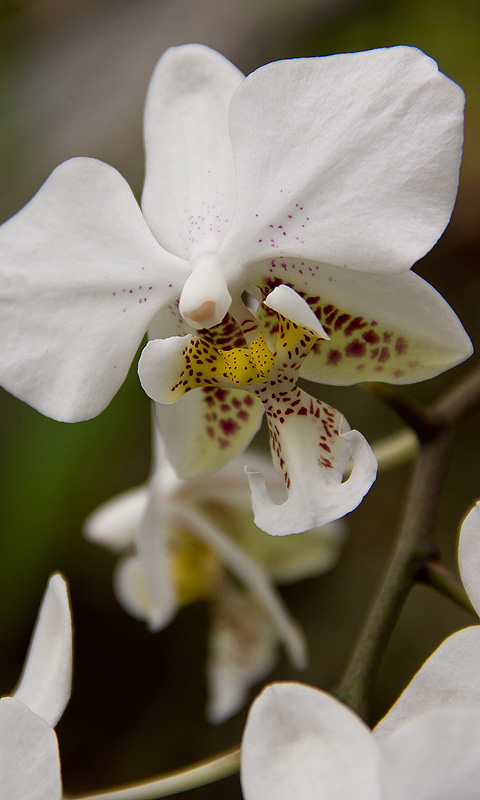 Handy Hintergrundbild: Orchidee