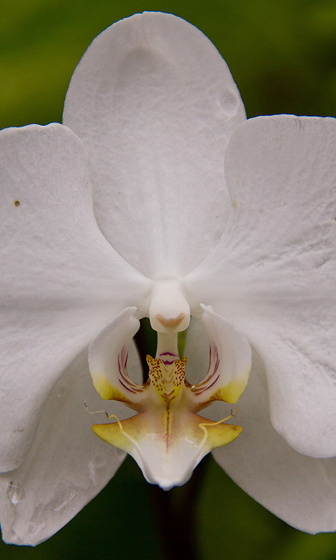 Orchidee.019