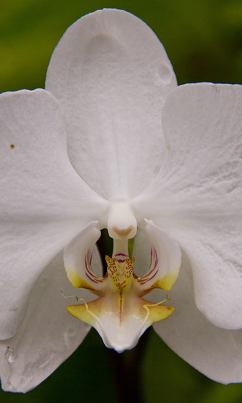 Handy Hintergrundbild: Orchidee