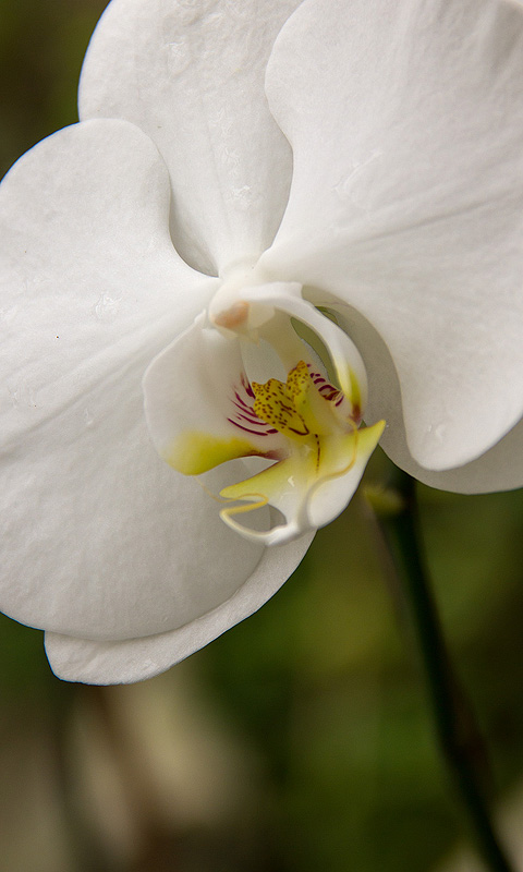 Handy Hintergrundbild: Orchidee