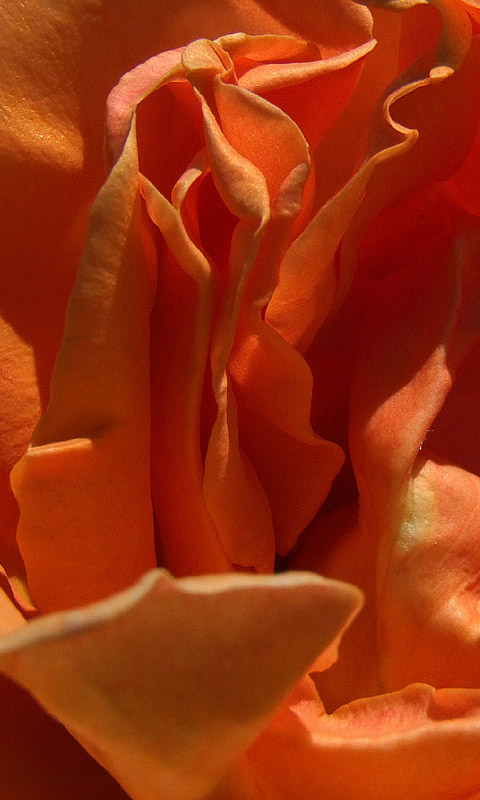 Rose Handy Hintergrundbild