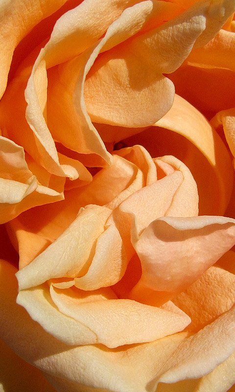 Rose Handy Hintergrundbild