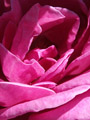 Rose.007