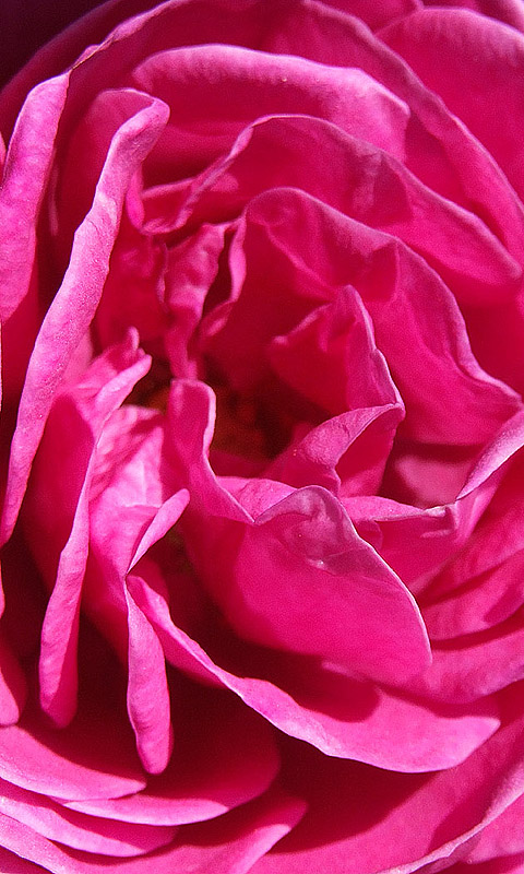 Rose Handy Hintergrundbild