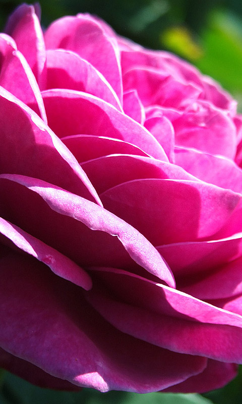 Rose Handy Hintergrundbild