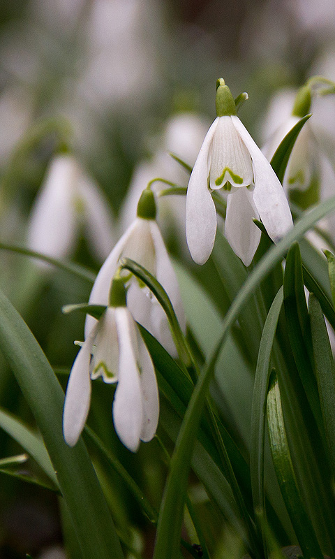 Schneeglöckchen, Frühling.001