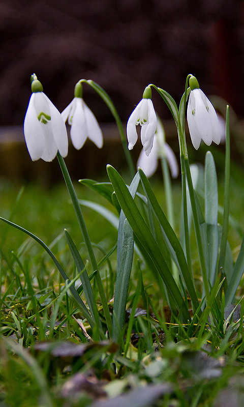 Handy Hintergrundbild: Schneeglöckchen, Frühling