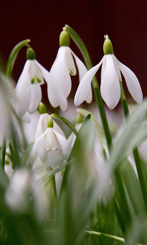 Handy Hintergrundbild: Schneeglöckchen, Frühling