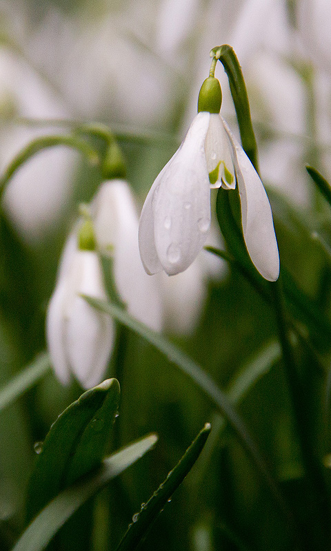 Handy Hintergrundbild: Schneeglöckchen, Frühling