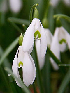 Schneeglöckchen