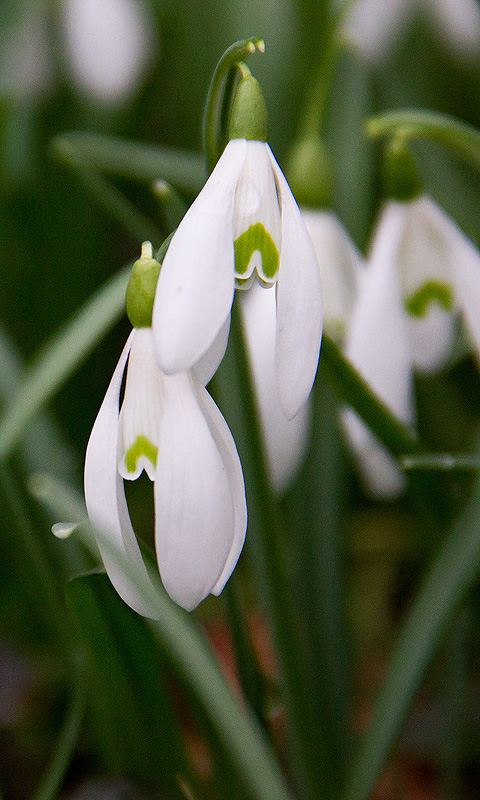 Handy Hintergrundbild: Schneeglöckchen, Frühling