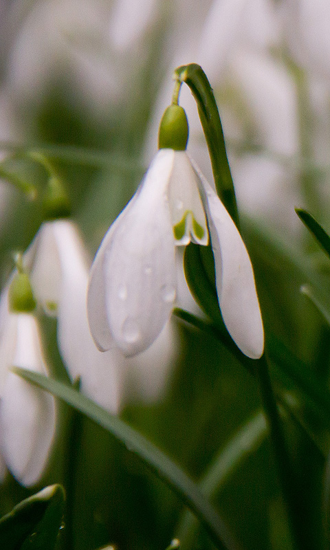 Handy Hintergrundbild: Schneeglöckchen, Frühling