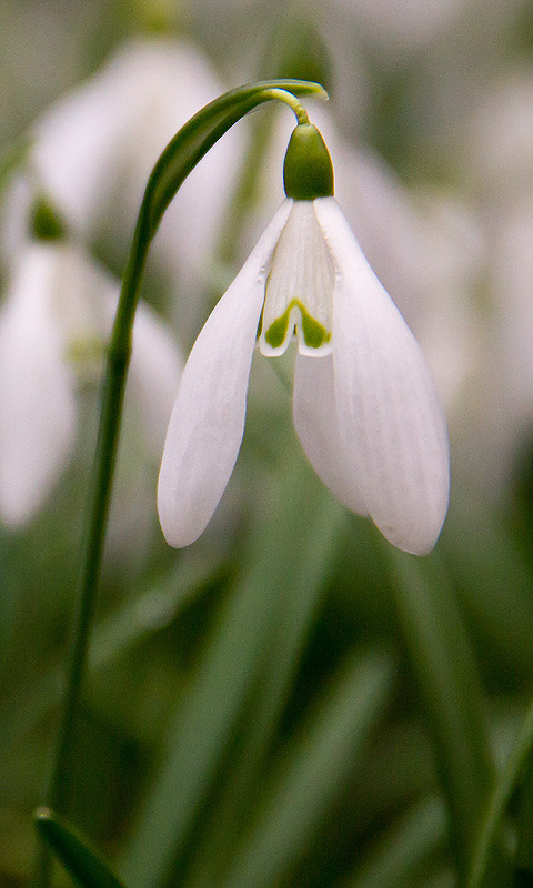 Handy Hintergrundbild: Schneeglöckchen, Frühling