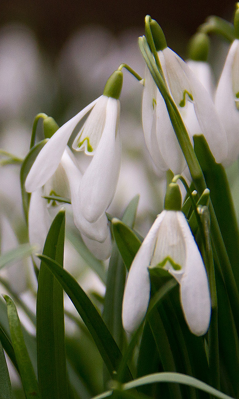 Handy Hintergrundbild: Schneeglöckchen, Frühling