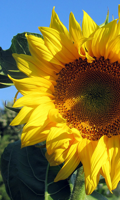 Sonnenblume Handy Hintergrundbild