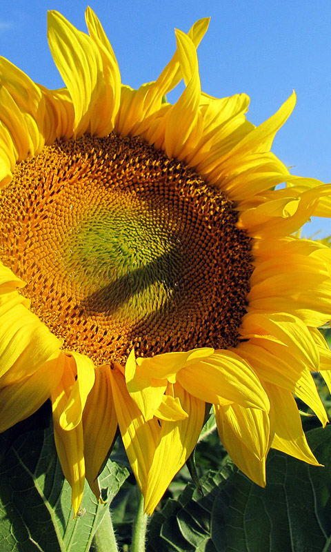 Sonnenblume Handy Hintergrundbild