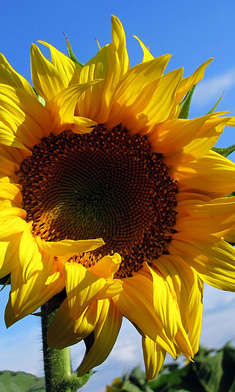 Sonnenblume Handy Hintergrundbild