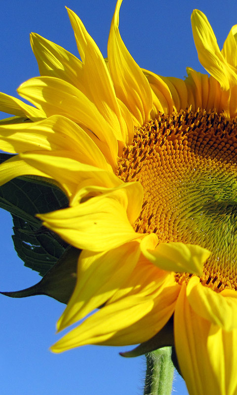 Sonnenblume Handy Hintergrundbild