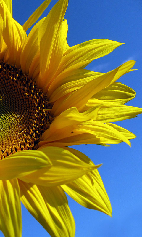 Sonnenblume Handy Hintergrundbild