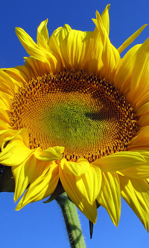 Sonnenblume Handy Hintergrundbild