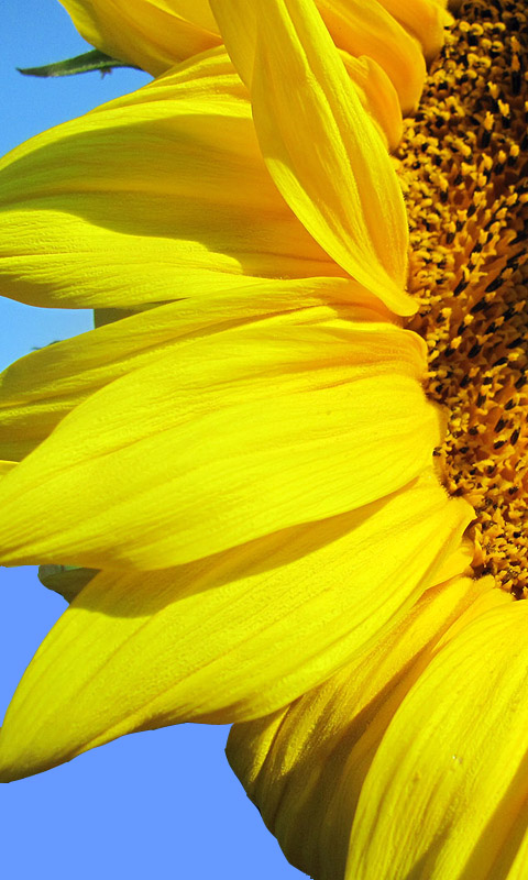 Sonnenblume Handy Hintergrundbild