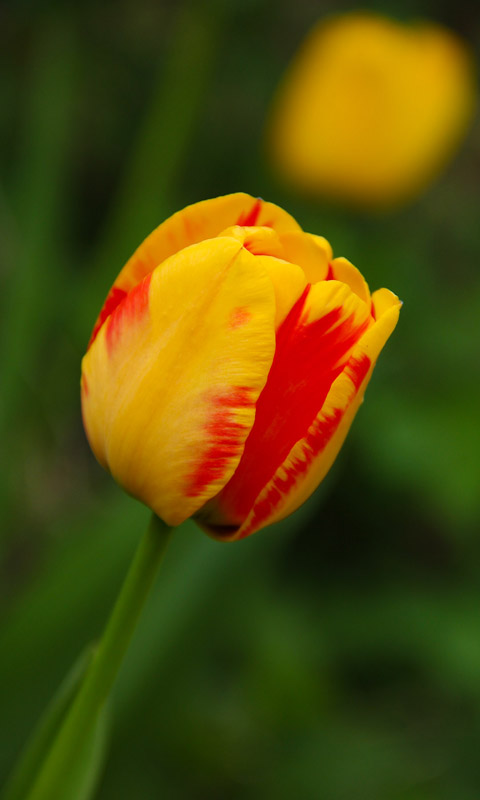 Handy Hintergrundbild: Tulpe