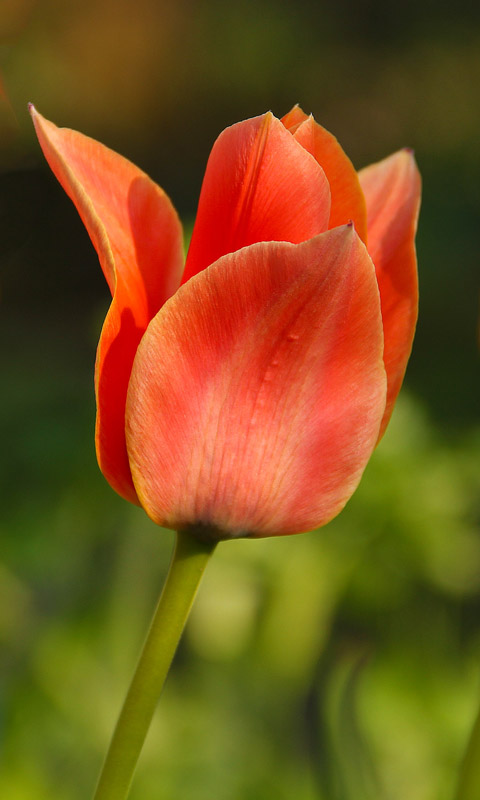 Handy Hintergrundbild: Tulpe