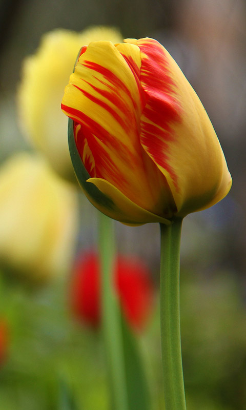 Handy Hintergrundbild: Tulpe