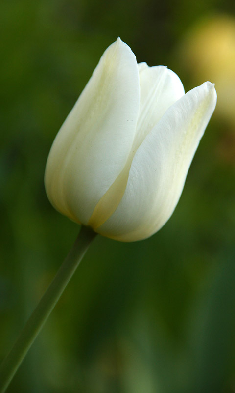 Handy Hintergrundbild: Tulpe