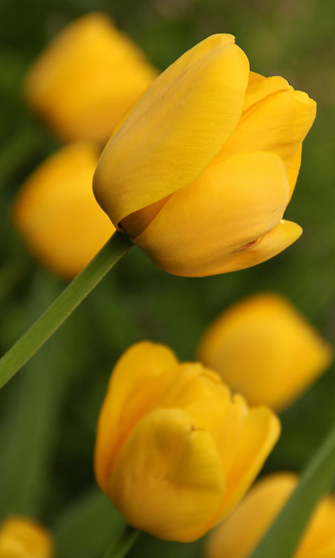 Handy Hintergrundbild: Tulpe