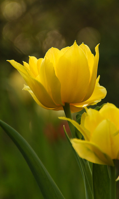 Handy Hintergrundbild: Tulpe