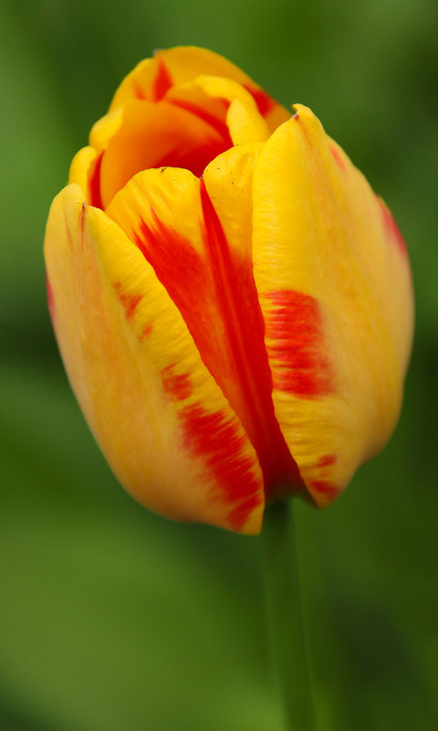 Handy Hintergrundbild: Tulpe