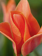 Tulpe