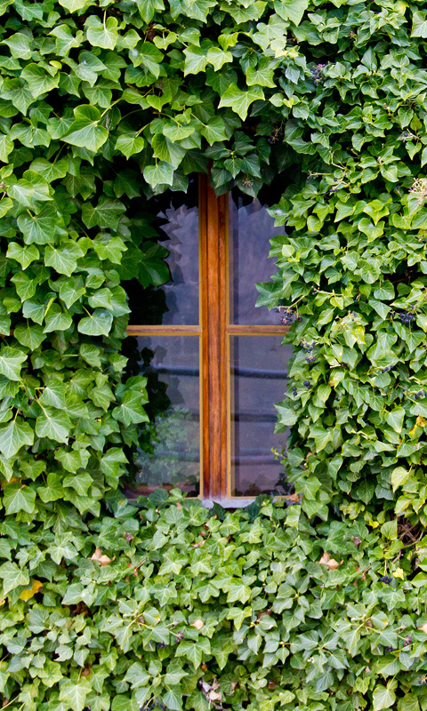 Handy Hintergrundbild: Fenster