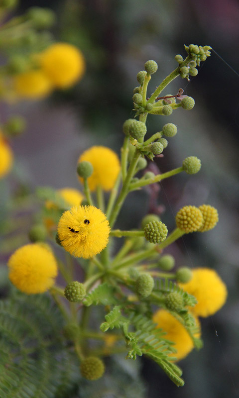 Handy Hintergrundbild: Cambridge - Botanikgarten | Cambridge University Botanical Garden