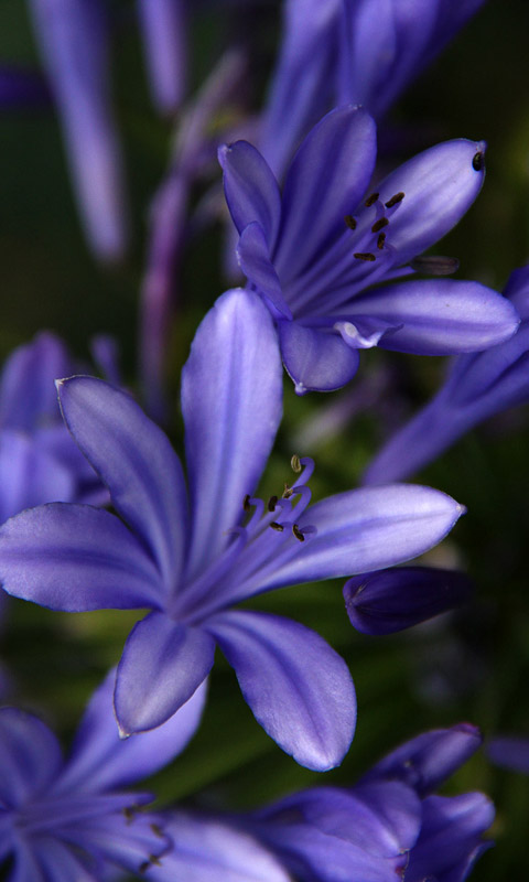 Handy Hintergrundbild: Cambridge - Botanikgarten | Cambridge University Botanical Garden