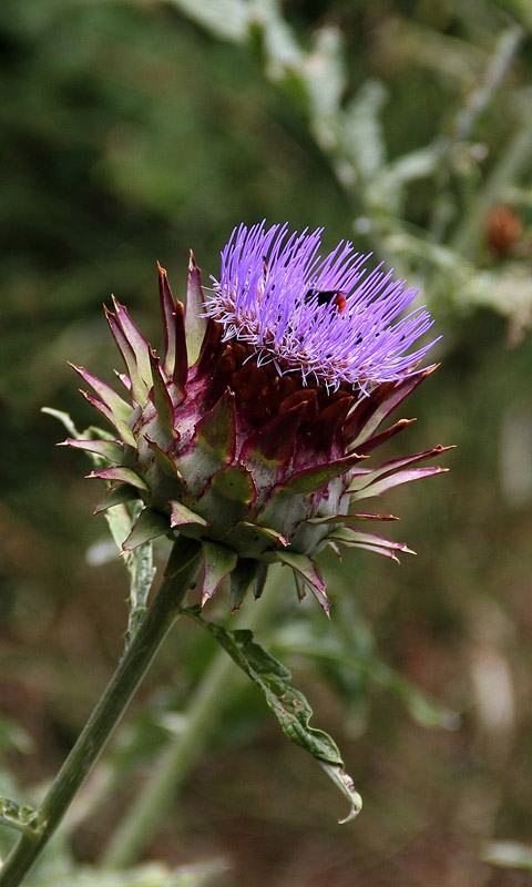 Cambridge - Botanischer Garten.003